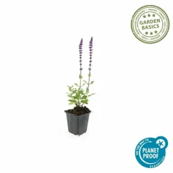 La Green Touch - Sauge des bois 'caradonna' x20 – entre 1,25 et 1,67m2 Discount