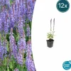 La Green Touch - Sauge des bois 'caradonna' x12 – entre 0,75 et 1m2 Sale