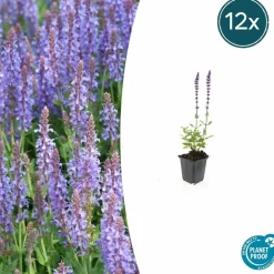 La Green Touch - Sauge des bois 'caradonna' x12 – entre 0,75 et 1m2 Sale