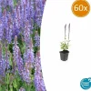 La Green Touch - Sauge des bois 'caradonna' x60 – entre 3,75 et 5m2 Sale