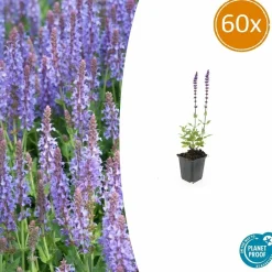 La Green Touch - Sauge des bois 'caradonna' x60 – entre 3,75 et 5m2 Sale