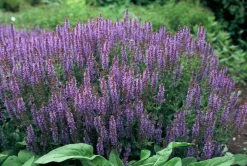 La Green Touch - Sauge des bois 'caradonna' x60 – entre 3,75 et 5m2 Sale