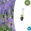 La Green Touch Fleurs De Saison | - Sauge des bois 'caradonna' x6 – entre 0,38 et 0,5m2