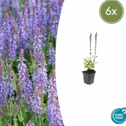 La Green Touch Fleurs De Saison | - Sauge des bois 'caradonna' x6 – entre 0,38 et 0,5m2