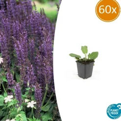 La Green Touch - Sauge des bois 'mainacht' x60 – entre 3,75 et 5m2 Online