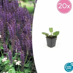 La Green Touch - Sauge des bois 'mainacht' x60 – entre 3,75 et 5m2 Online