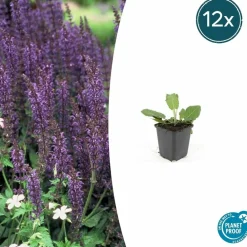 La Green Touch Fleurs De Saison | - Sauge des bois 'mainacht' x12 – entre 0,75 et 1m2