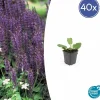 La Green Touch Fleurs De Saison | - Sauge des bois 'mainacht' x40 – entre 2,5 et 3,33m2