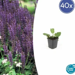 La Green Touch Fleurs De Saison | - Sauge des bois 'mainacht' x40 – entre 2,5 et 3,33m2