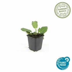 La Green Touch Fleurs De Saison | - Sauge des bois 'mainacht' x40 – entre 2,5 et 3,33m2