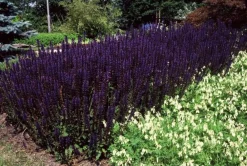 La Green Touch Fleurs De Saison | - Sauge des bois 'mainacht' x40 – entre 2,5 et 3,33m2