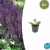 La Green Touch - Sauge des bois 'mainacht' x6 – entre 0,38 et 0,5m2 Best