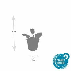 La Green Touch - Sauge des bois 'mainacht' x6 – entre 0,38 et 0,5m2 Best