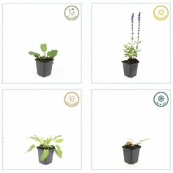 La Green Touch - Sauge des bois 'mainacht' x20 – entre 1,25 et 1,67m2 New