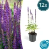 La Green Touch - Sauge des bois 'ostfriesland' x12 – entre 0,75 et 1m2 Online
