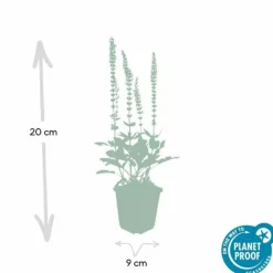 La Green Touch - Sauge des bois 'ostfriesland' x12 – entre 0,75 et 1m2 Online