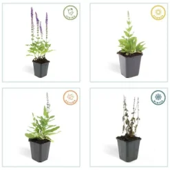 La Green Touch - Sauge des bois 'ostfriesland' x12 – entre 0,75 et 1m2 Online