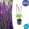 La Green Touch Fleurs De Saison | - Sauge des bois 'ostfriesland' x40 – entre 2,5 et 3,33m2