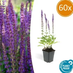 La Green Touch - Sauge des bois 'ostfriesland' x60 – entre 3,75 et 5m2 Sale