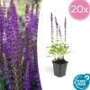 La Green Touch - Sauge des bois 'ostfriesland' x20 – entre 1,25 et 1,67m2 Clearance