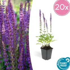 La Green Touch - Sauge des bois 'ostfriesland' x20 – entre 1,25 et 1,67m2 Clearance