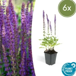 La Green Touch - Sauge des bois 'ostfriesland' x6 – entre 0,38 et 0,5m2 Best