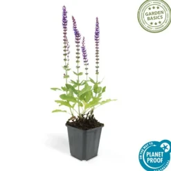La Green Touch - Sauge des bois 'ostfriesland' x6 – entre 0,38 et 0,5m2 Best