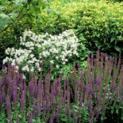 La Green Touch - Sauge des bois 'ostfriesland' x6 – entre 0,38 et 0,5m2 Best