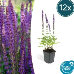 La Green Touch - Sauge des bois 'ostfriesland' x6 – entre 0,38 et 0,5m2 Best