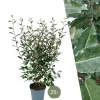 La Green Touch - Saule olivier h125cm pour 10 mètres linéaires de haie 10x12l