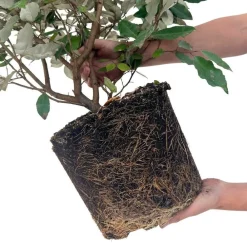La Green Touch - Saule olivier h125cm pour 10 mètres linéaires de haie 10x12l