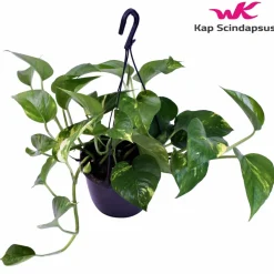 La Green Touch Plantes Vertes | - Scindapsus epipremnum 30cm - plante d'intérieur