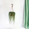 La Green Touch Plantes Méditerranéennes | - Senecio herreianus 20cm - plante d'intérieur