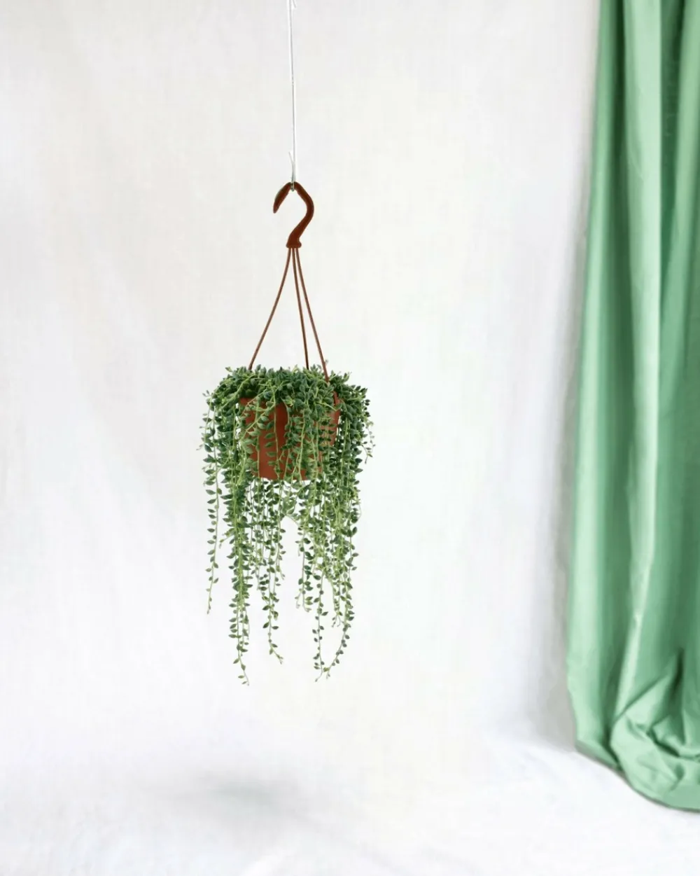 La Green Touch Plantes Méditerranéennes | - Senecio herreianus 20cm - plante d'intérieur