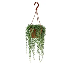 La Green Touch Plantes Méditerranéennes | - Senecio herreianus 20cm - plante d'intérieur