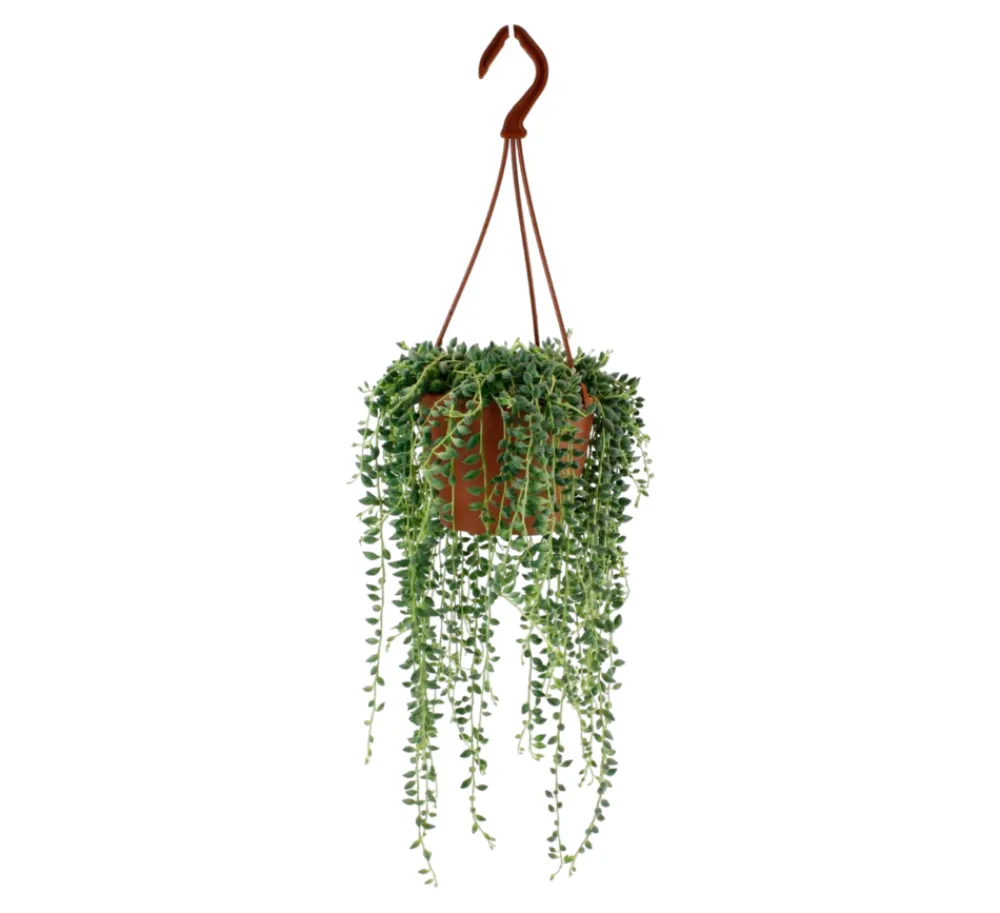 La Green Touch Plantes Méditerranéennes | - Senecio herreianus 20cm - plante d'intérieur