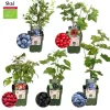 La Green Touch Arbres Et Arbustes | - Set bio de 5 plantes fruitières