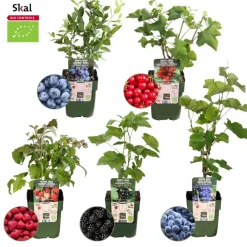 La Green Touch Arbres Et Arbustes | - Set bio de 5 plantes fruitières