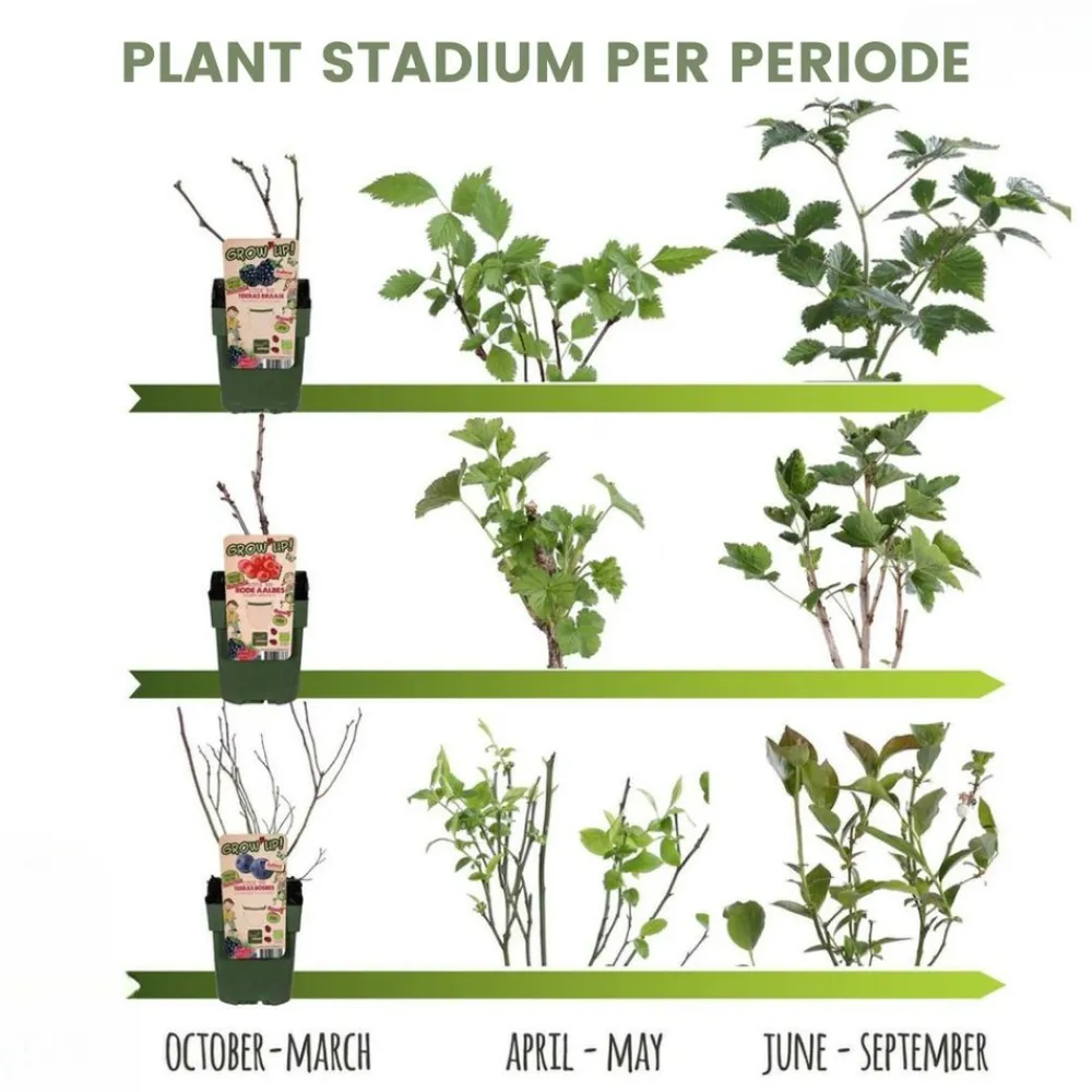 La Green Touch Arbres Et Arbustes | - Set bio de 5 plantes fruitières