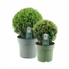 La Green Touch Arbres Et Arbustes | - Set de 2 boules ilex crenata 'jenny'