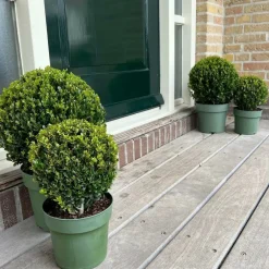 La Green Touch Arbres Et Arbustes | - Set de 2 boules ilex crenata 'jenny'