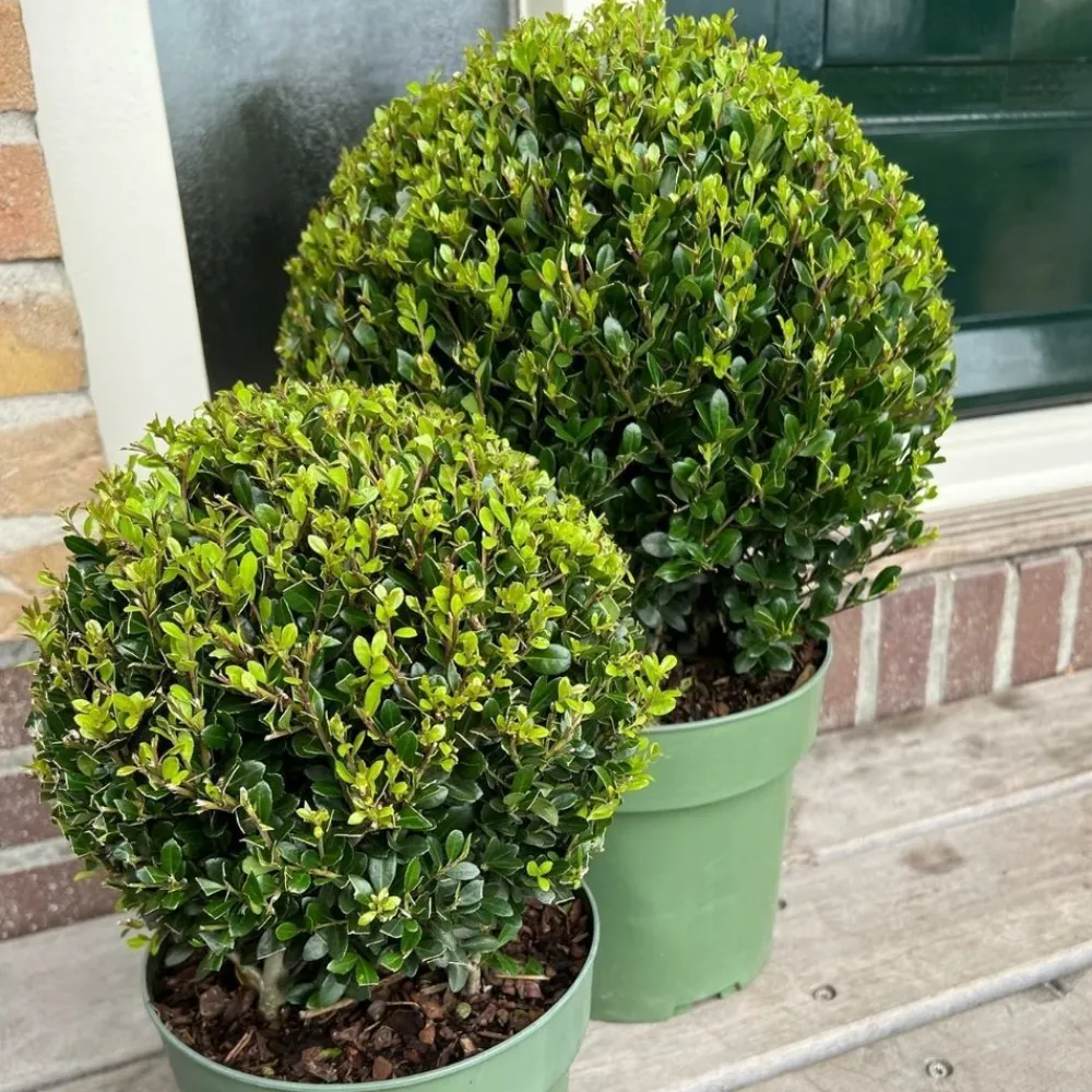 La Green Touch Arbres Et Arbustes | - Set de 2 boules ilex crenata 'jenny'