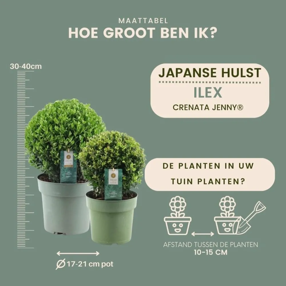 La Green Touch Arbres Et Arbustes | - Set de 2 boules ilex crenata 'jenny'