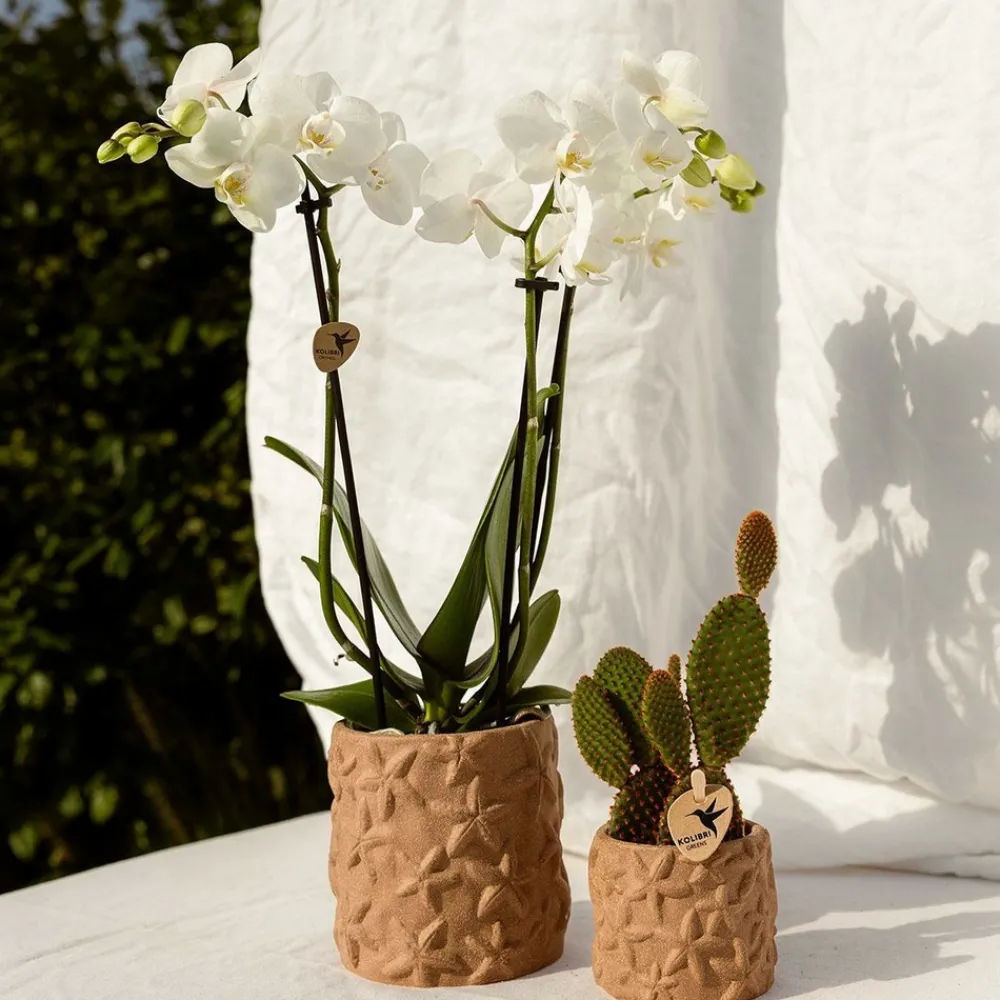 La Green Touch - Sierpot star fish marron Sale