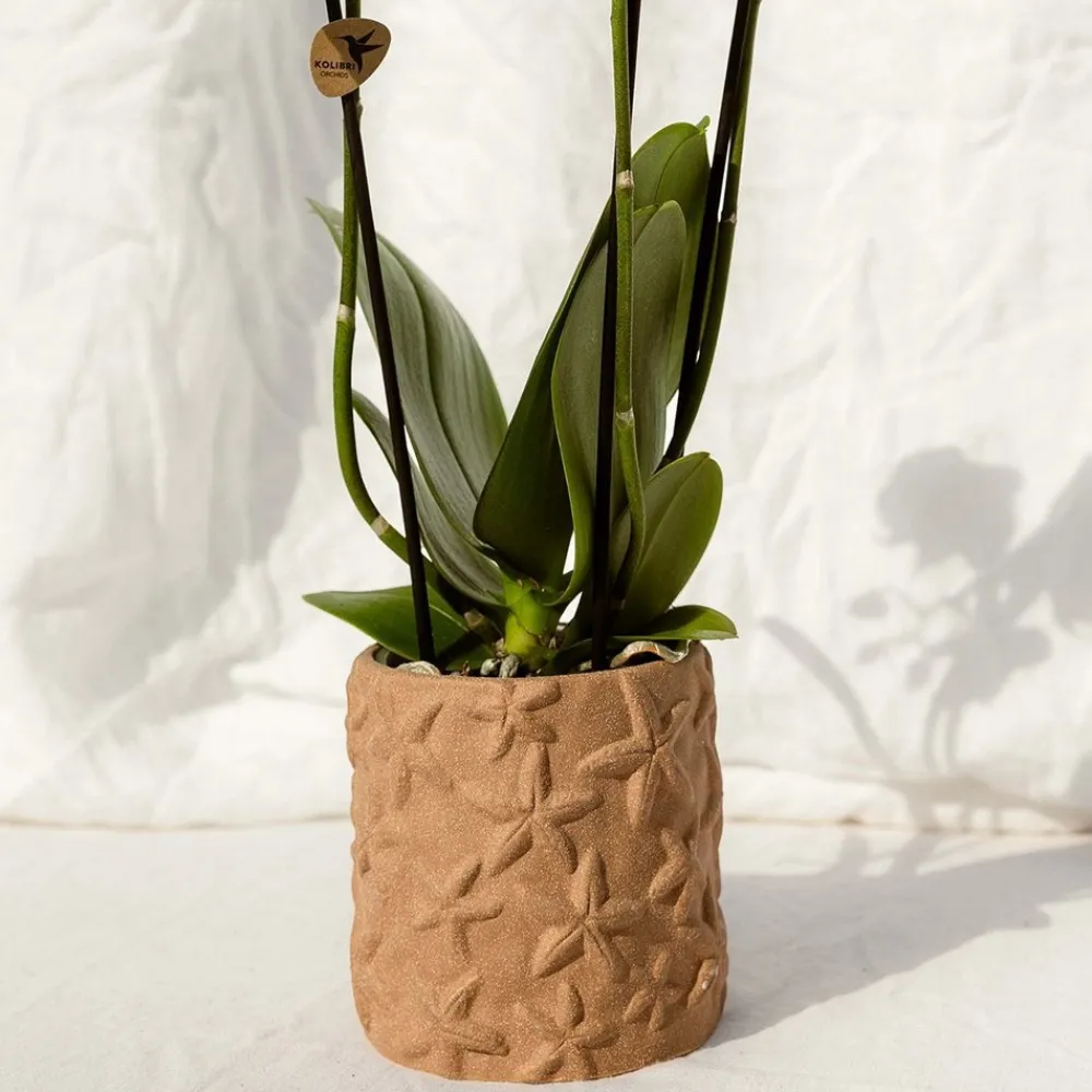 La Green Touch - Sierpot star fish marron Sale