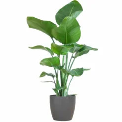 La Green Touch Plantes Vertes | - Strelitzia nicolai et son pot gris - hauteur 80cm