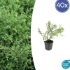 La Green Touch - Symphorine de chenault 'hancock' x40 – entre 2,5 et 3,33m2 Best