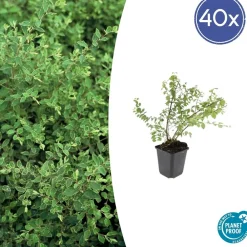 La Green Touch - Symphorine de chenault 'hancock' x40 – entre 2,5 et 3,33m2 Best