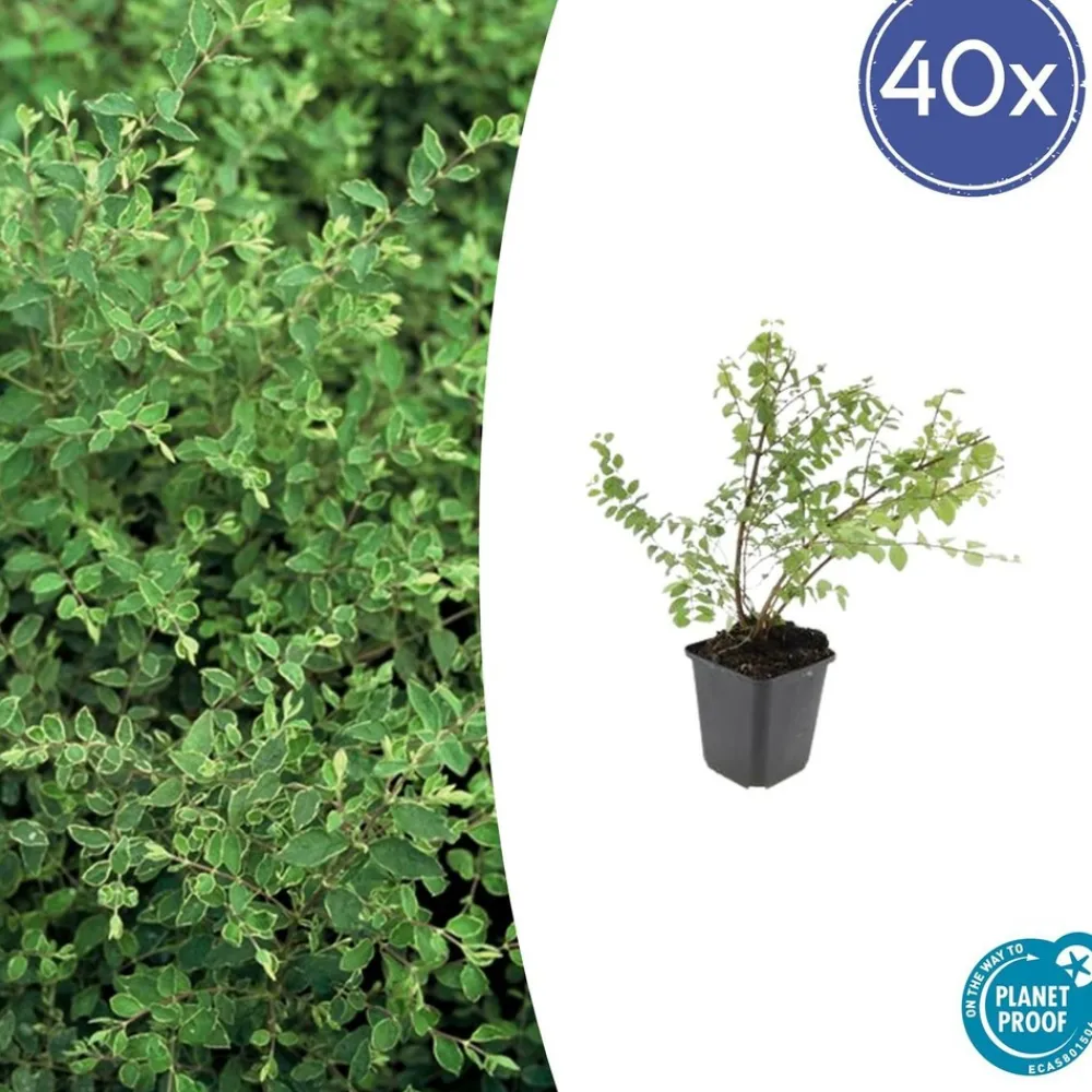 La Green Touch - Symphorine de chenault 'hancock' x40 – entre 2,5 et 3,33m2 Best