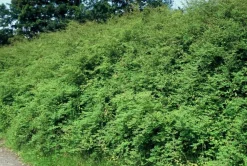 La Green Touch - Symphorine de chenault 'hancock' x40 – entre 2,5 et 3,33m2 Best